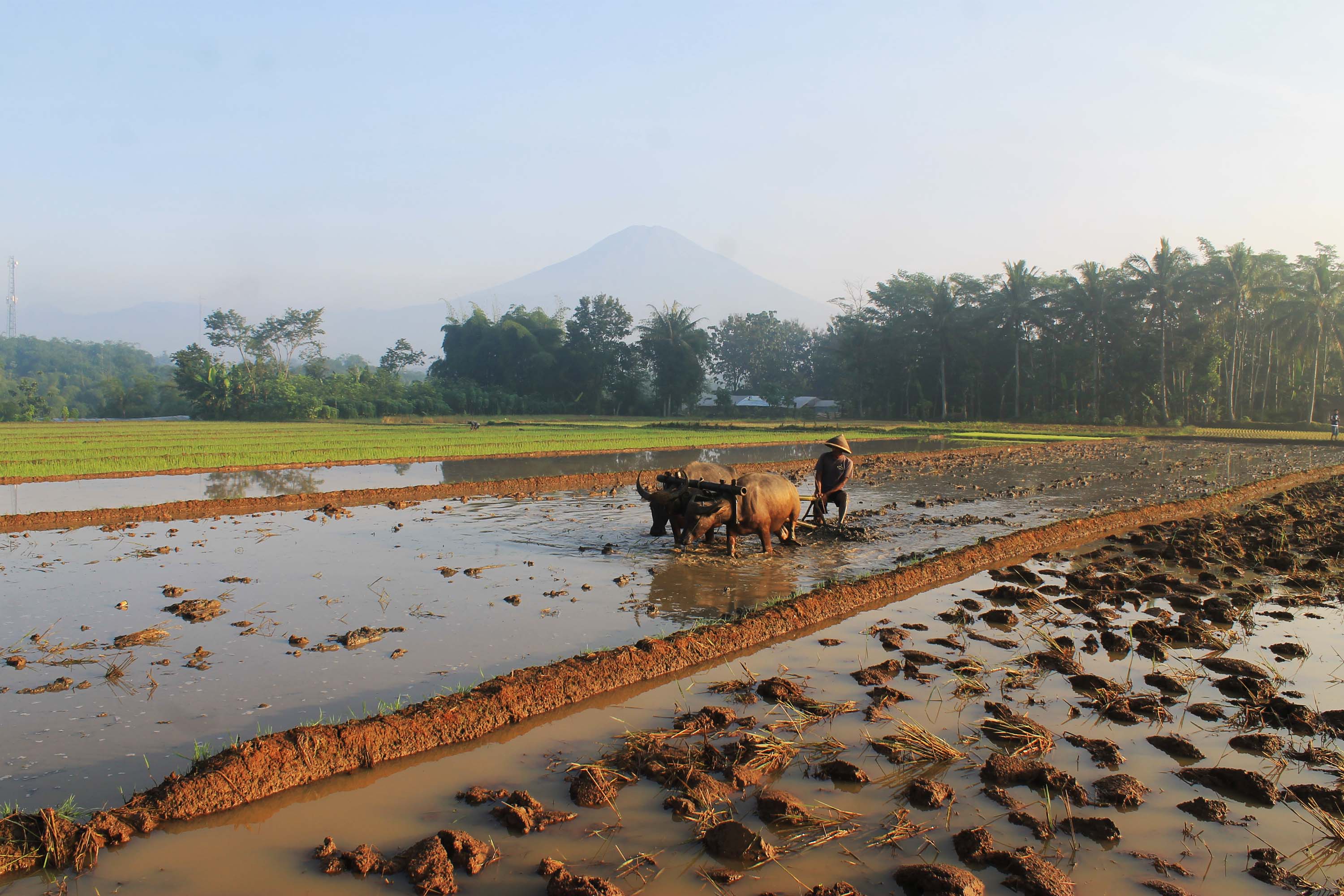 ♣ Mimpi membajak sawah dengan sapi togel